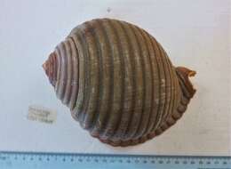 Image of tun shells