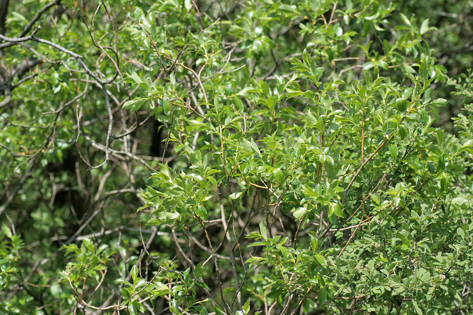 Salix pentandra (rights holder: )