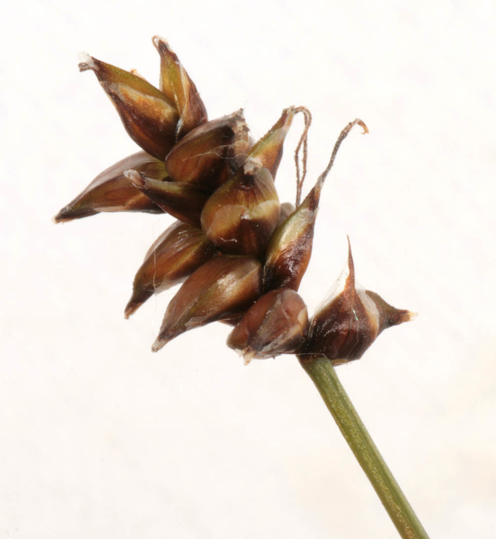 Carex dioica (rights holder: )