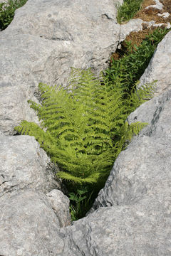 Image of common ladyfern