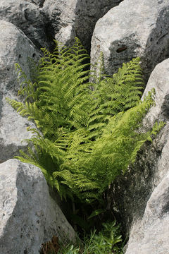 Image of common ladyfern