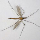 Image of <i>Tipula</i> (<i>Lunatipula</i>) <i>cava</i> Riedel 1913
