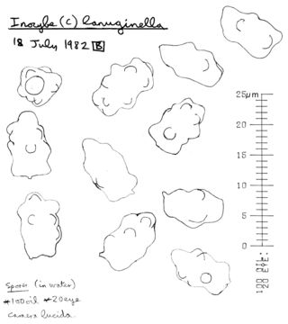 Image of <i>Inocybe curvipes</i> P. Karst. 1890