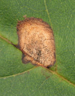 Image of <i>Phyllosticta fraxinicola</i>