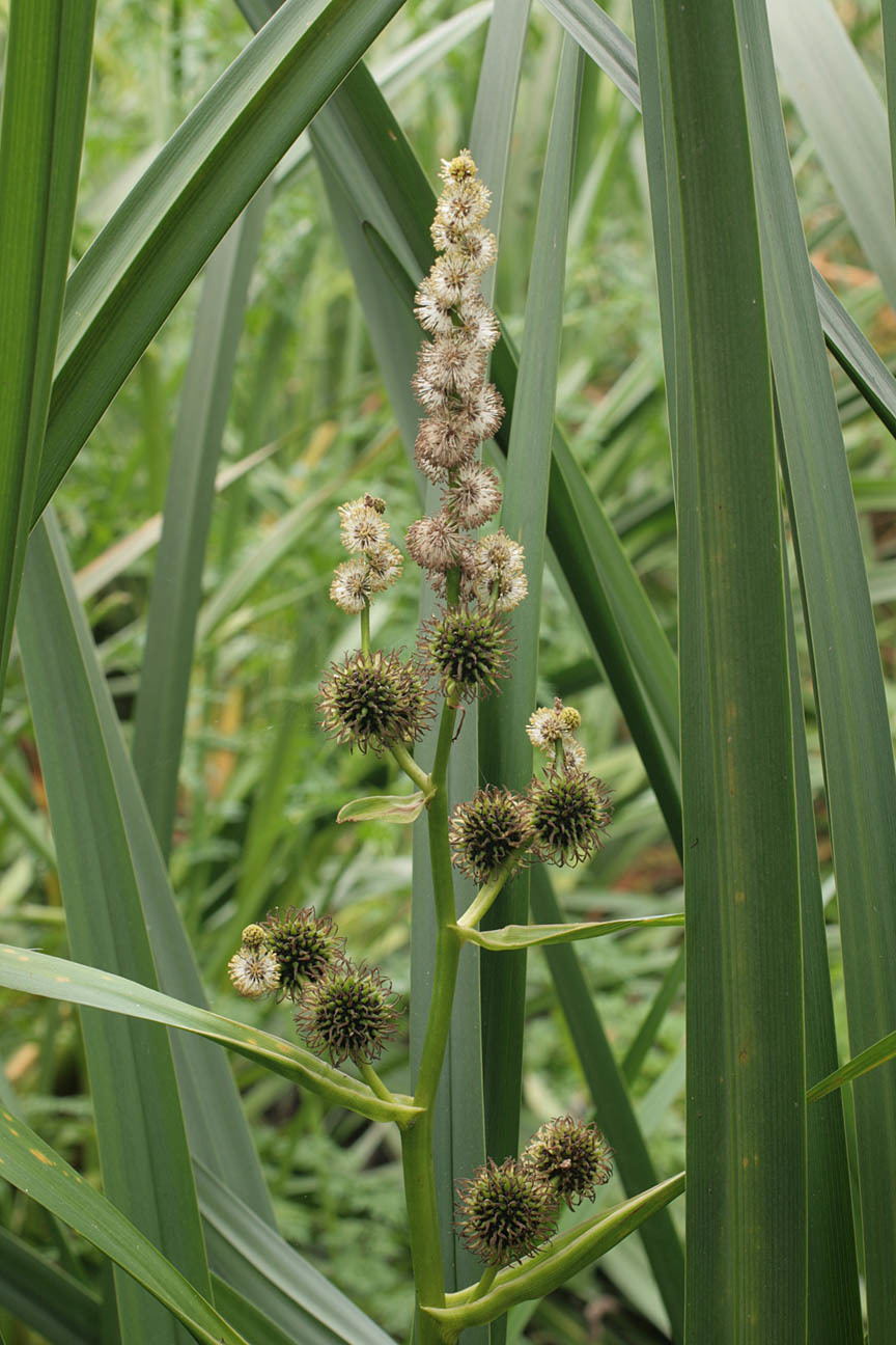 Image of Branched Bur-reed