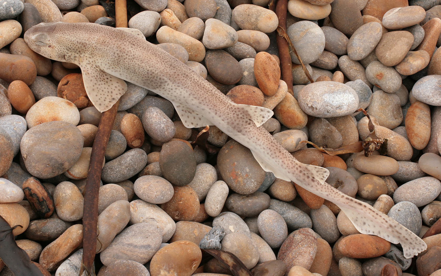 Image of Lesser Spotted Dogfish
