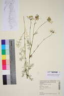 Image of mayweed