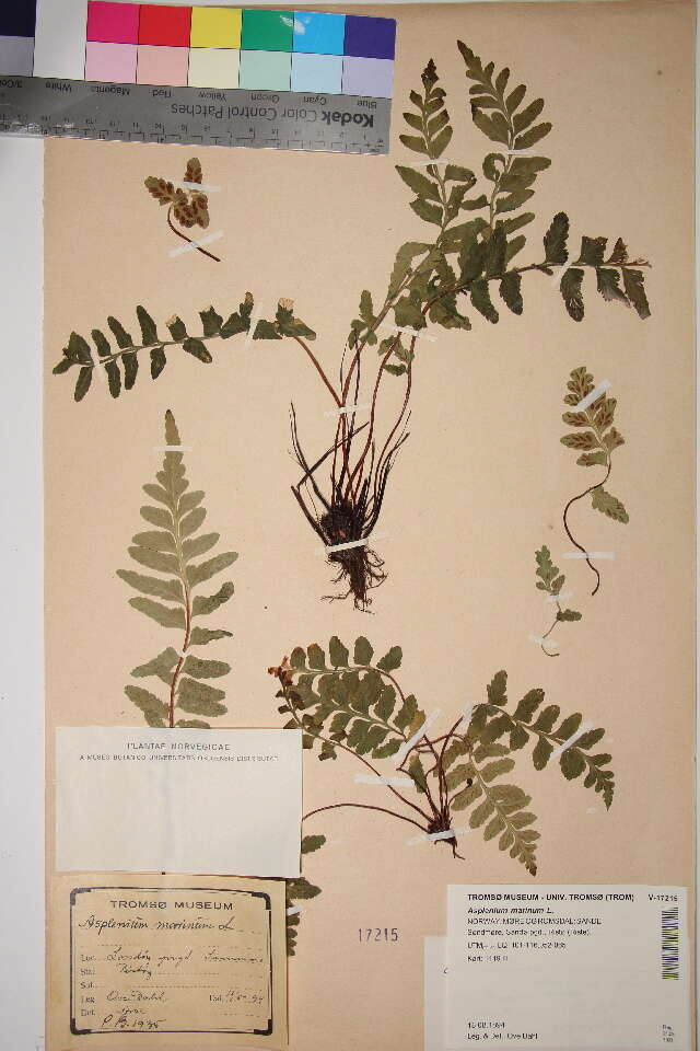 Image of spleenworts