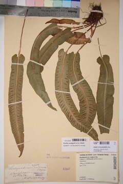 Image de Aspleniaceae