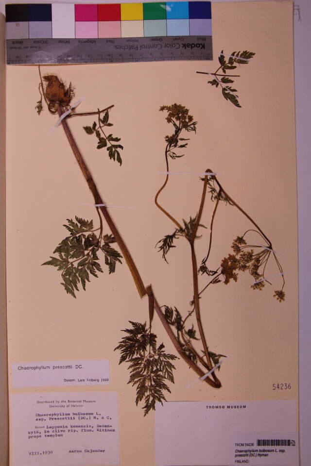 Chaerophyllum resmi