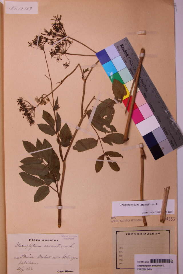Chaerophyllum resmi