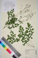 Image of meadow-rue