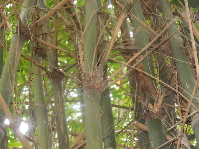 Image of bamboo