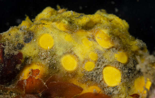 Image of boring sponges