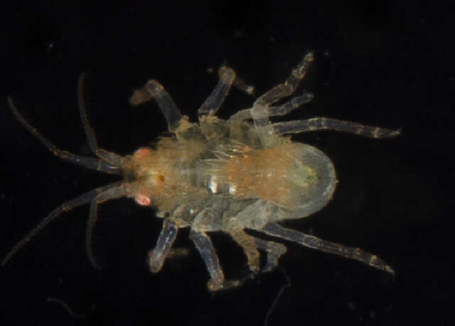 Dexaminidae Leach 1814的圖片