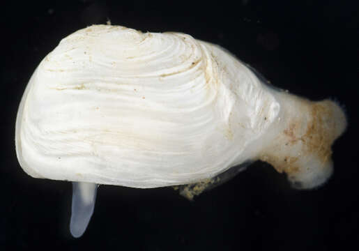 Image of Hiatella Bosc 1801