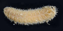 صورة Lepidonotus Leach 1816