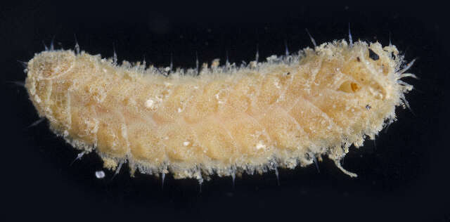 صورة Lepidonotus Leach 1816