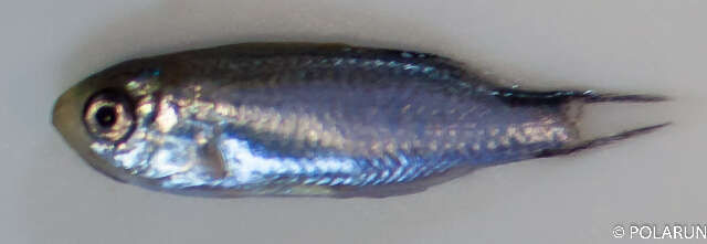 Image of Pomachromis