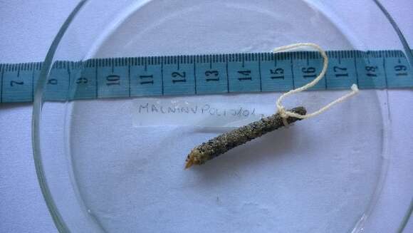 Image of Trumpet Worms
