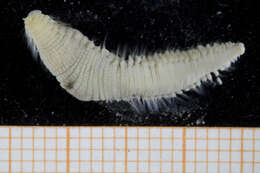 Image of maggot worms