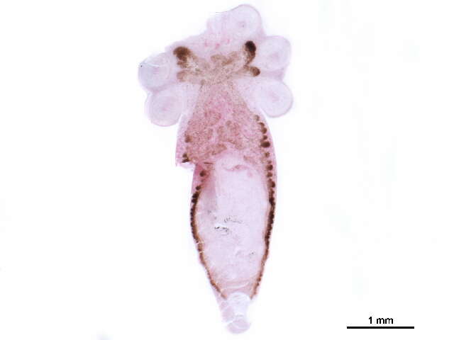 Image de Polystomatidae