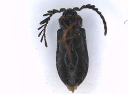 Image of Cerophytum