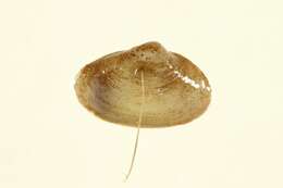 Image of Myidae Lamarck 1809
