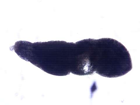 Image of Posthodiplostomum