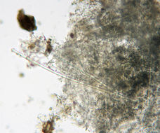 Image of <i>Terpios gelatinosa</i>