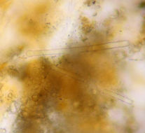 Image of <i>Terpios gelatinosa</i>