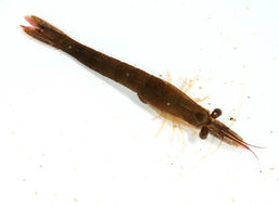 Image of Chameleon shrimp