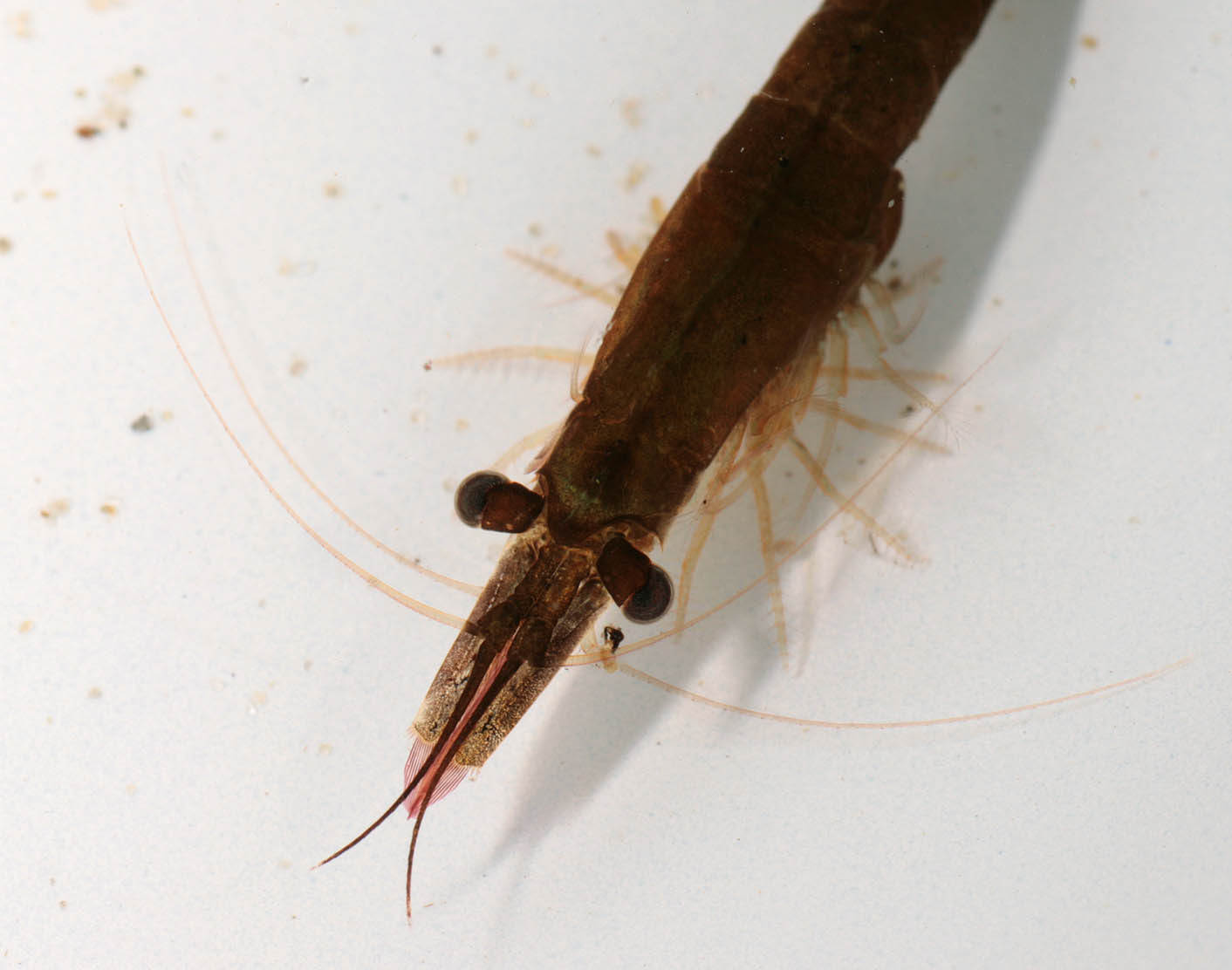Image of Chameleon shrimp