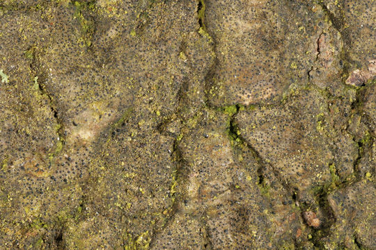 Image of Strigula taylorii (Carroll ex Nyl.) R. C. Harris