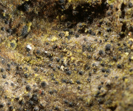 Image of Strigula taylorii (Carroll ex Nyl.) R. C. Harris