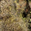 Image of Strigula taylorii (Carroll ex Nyl.) R. C. Harris