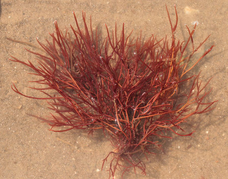 Image of <i>Cystoclonium purpureum</i>