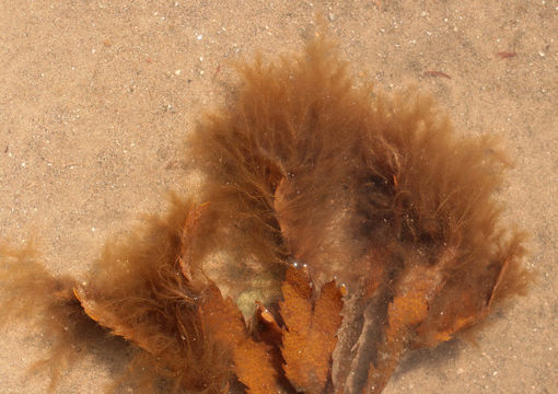Image of Brown algae