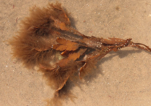 Image of Brown algae