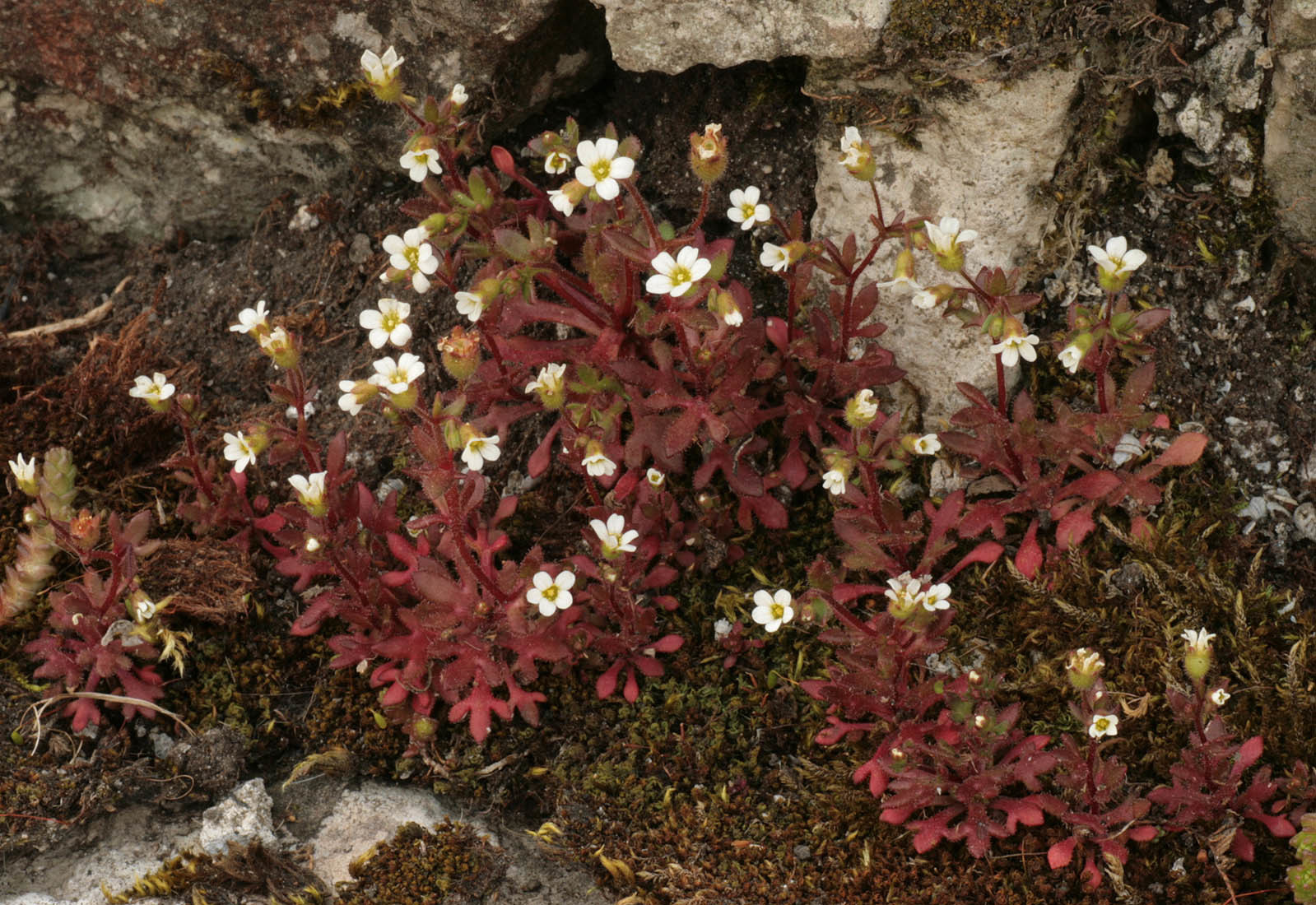 Saxifraga tridactylites (rights holder: )