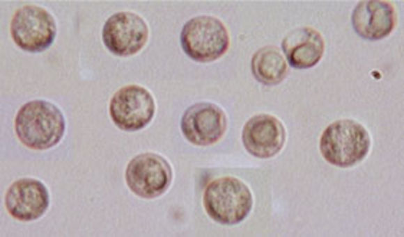 Image of <i>Hydropus floccipes</i> (Fr.) Singer 1962