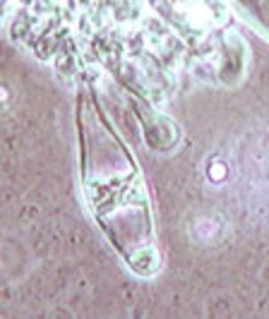 Image of <i>Hydropus floccipes</i> (Fr.) Singer 1962