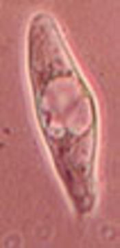 Image of <i>Hydropus floccipes</i> (Fr.) Singer 1962