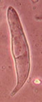 Image of <i>Hydropus floccipes</i> (Fr.) Singer 1962