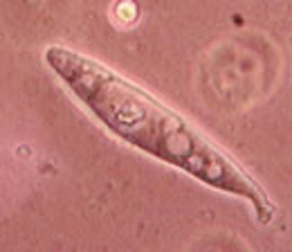 Image of <i>Hydropus floccipes</i> (Fr.) Singer 1962