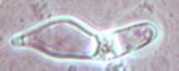 Image of <i>Hydropus floccipes</i> (Fr.) Singer 1962