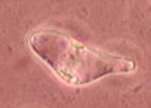 Image of <i>Hydropus floccipes</i> (Fr.) Singer 1962