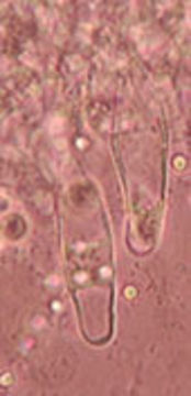 Image of <i>Hydropus floccipes</i> (Fr.) Singer 1962