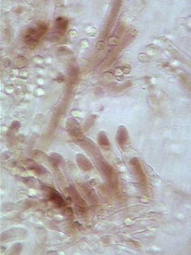 Image of <i>Hydropus floccipes</i> (Fr.) Singer 1962