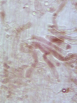 Image of <i>Hydropus floccipes</i> (Fr.) Singer 1962